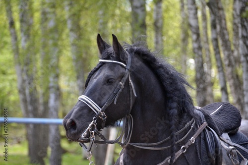 Mane in plaits in horse Friesian