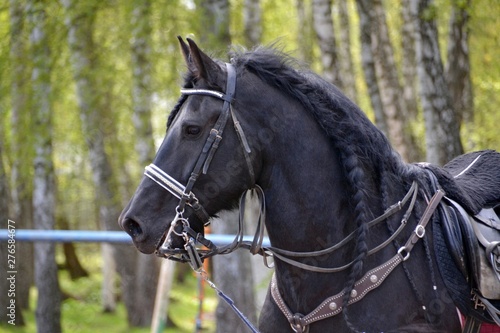 Portrait of a beautiful Friesian horse in harness