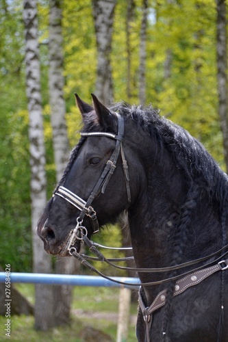 Horse Friesian on the background of birch
