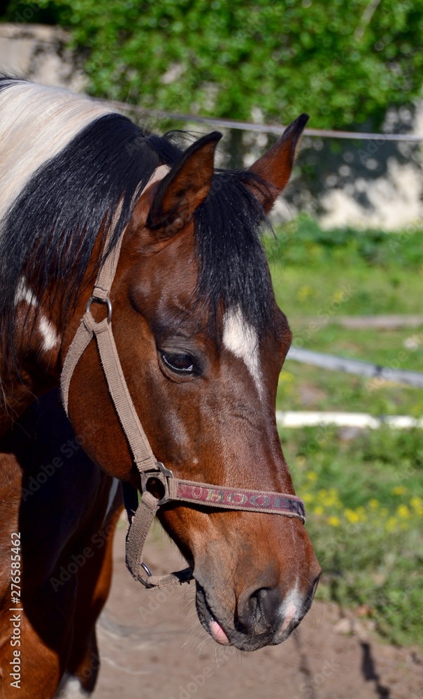 Obraz premium Portrait of a piebald stallion on a summer day