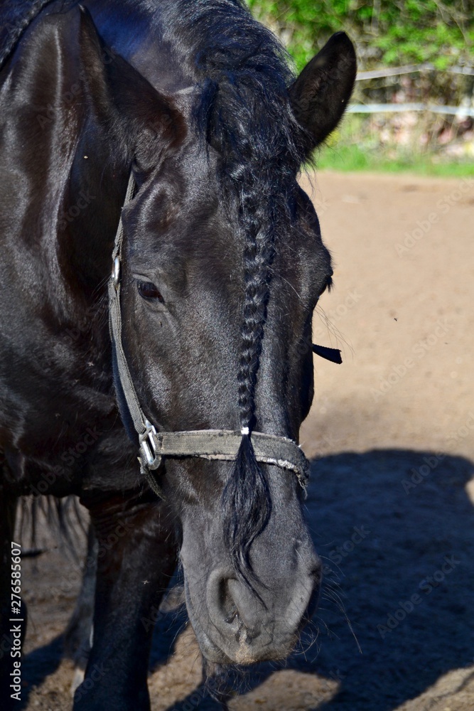 Obraz premium Friesian horse lowered his head