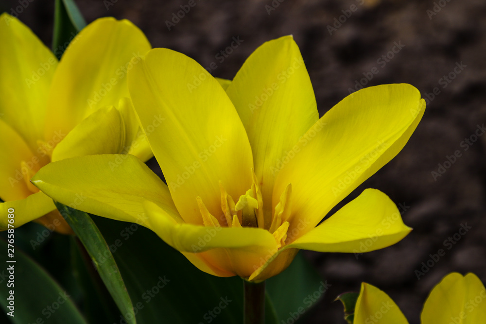 Tulip flower flowering in sunlight on background tulips flowers in tulips garden. Tulip flower flowering in sunlight on background tulips flowers in tulips garden.