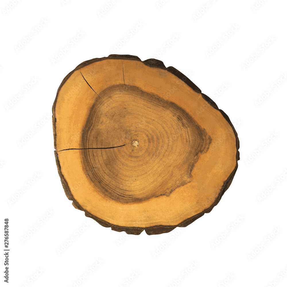 Cross sections of tree. Texture of cut wood stump. Color vector illustration Cross sections of tree. Texture of cut wood stump. Color vector illustration
