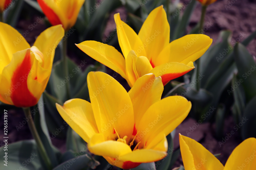 Tulip. Beautiful bouquet of tulips. colorful tulips. tulips in spring,colourful tulip.