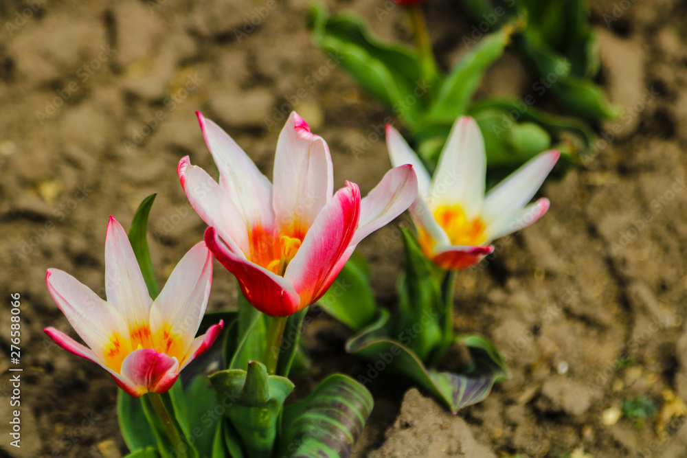 Obraz premium Colorful tulip field, summer flowerwith green leaf with blurred flower as background.