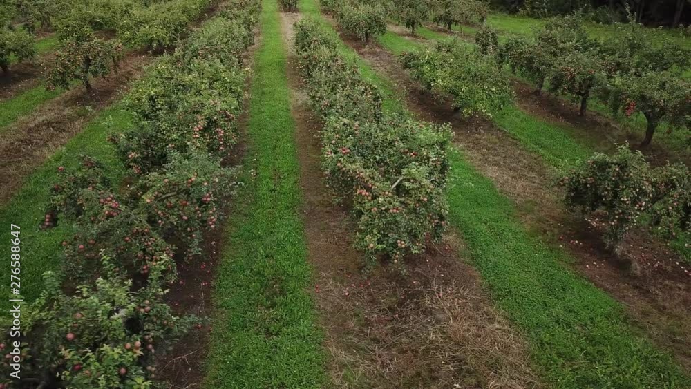 Apple tree rows Apple tree rows