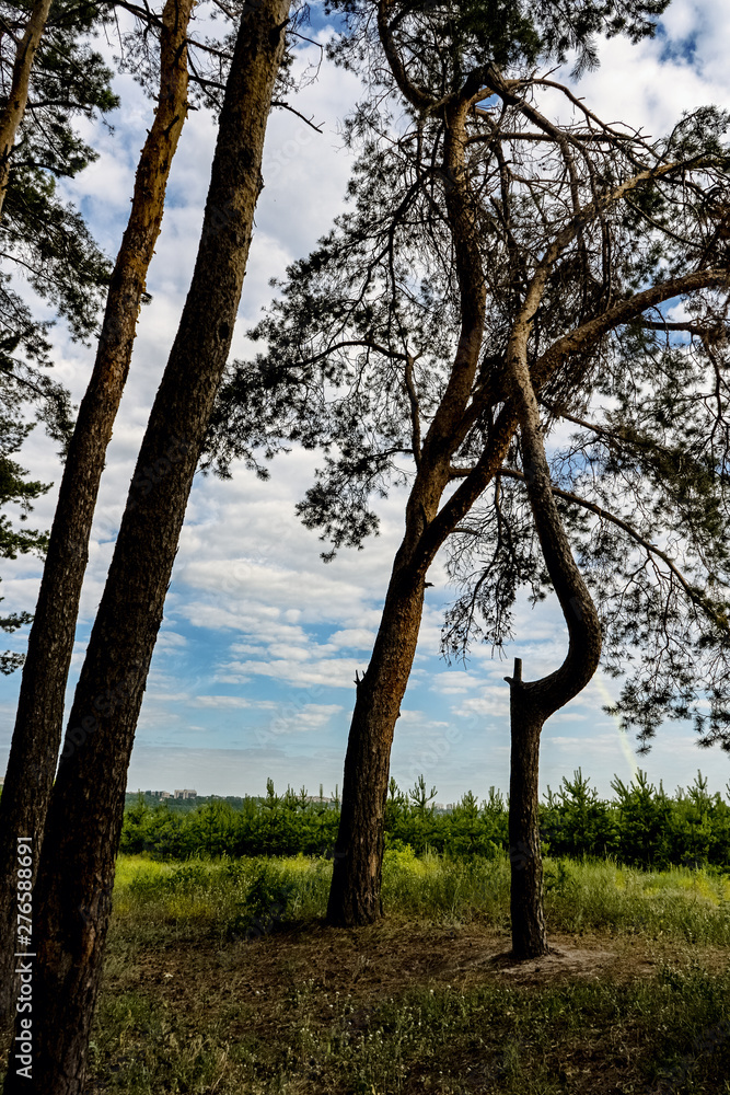 Fototapeta premium Три дерева