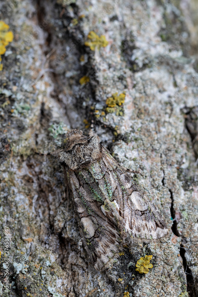 Allophyes alfaroi up close perched on the bark of. Spain Allophyes alfaroi up close perched on the bark of. Spain