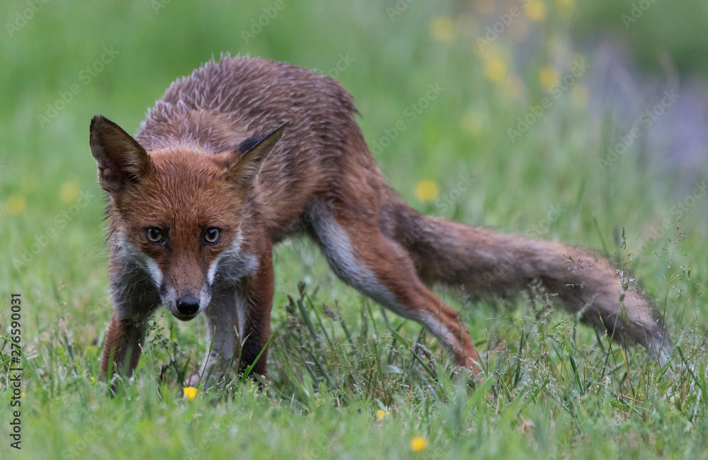 Fototapeta premium red fox
