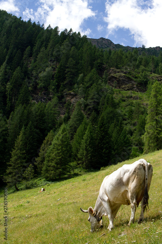 mucca che pascola in montagna photo