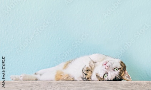 Cute tabby cat lying down and looking curious to the camera.
