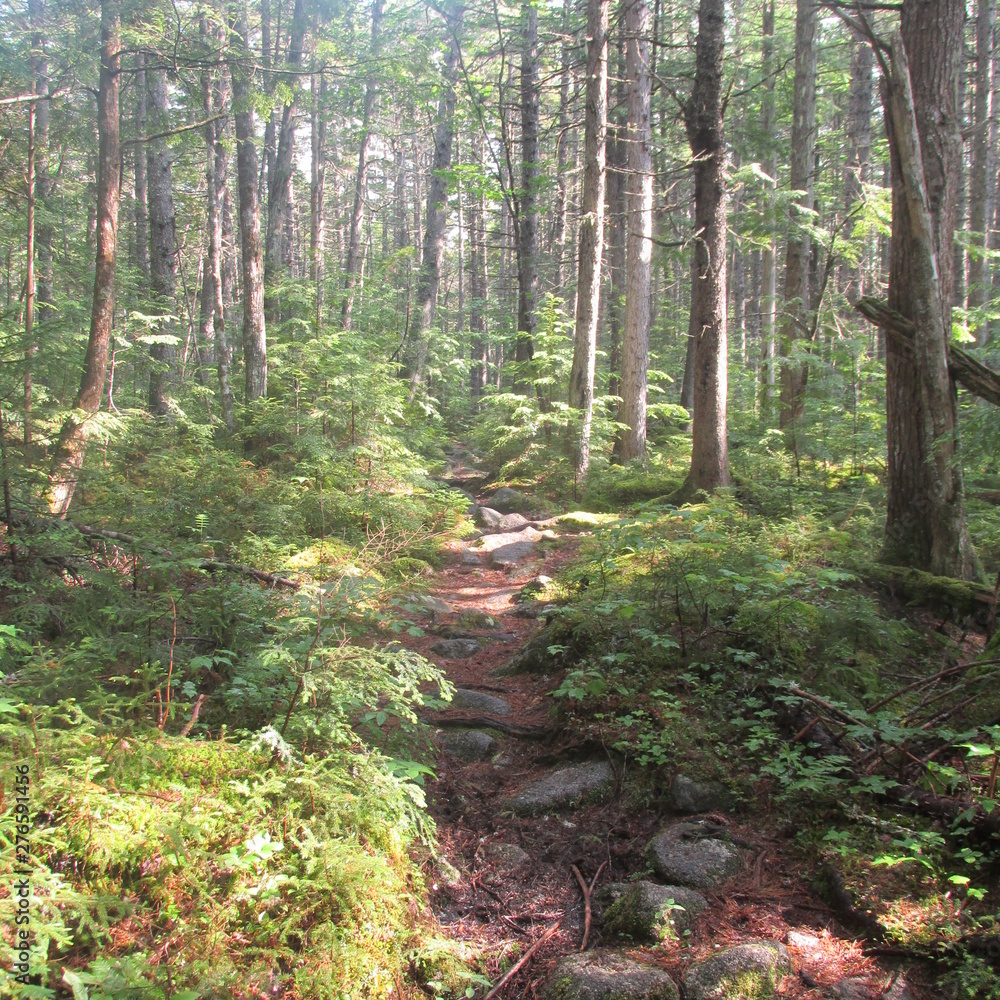 Fototapeta premium Appalachian trail