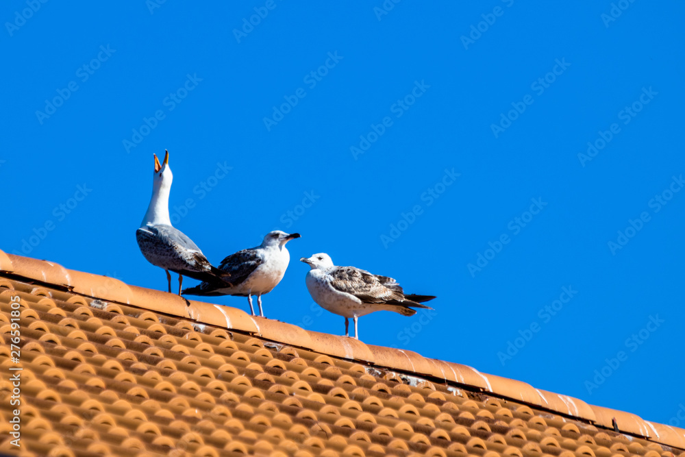 Seagulls on the roof of house, sunny day with blue sky.
