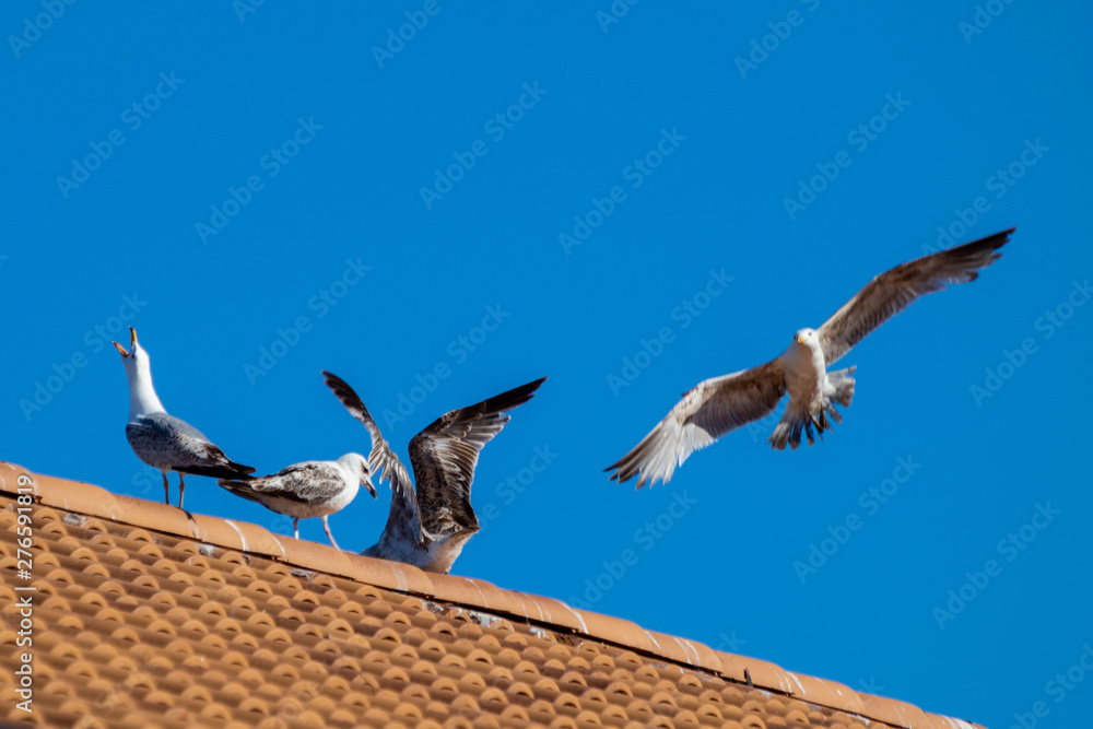 Seagulls on the roof of house, sunny day with blue sky. Seagulls on the roof of house, sunny day with blue sky.