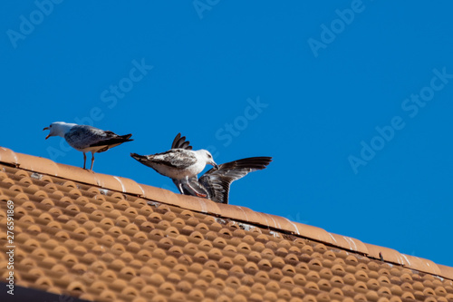 Seagulls on the roof of house, sunny day with blue sky.