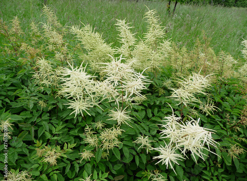 Garden plant Aruncus dioicus photo