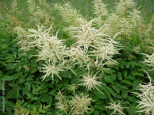Garden plant Aruncus dioicus