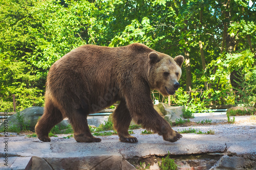 Brown bear (Ursus arctos) in the rock © lastfurianec