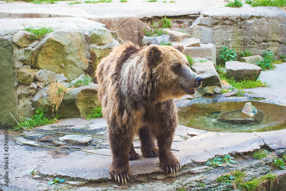 Fototapeta premium Brown bear (Ursus arctos) in the rock