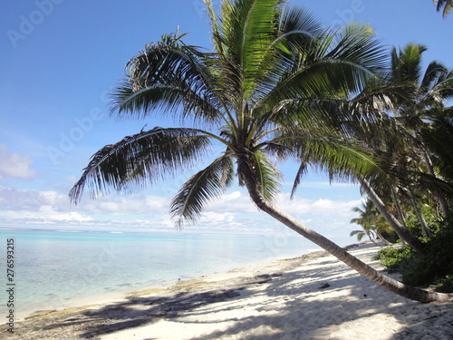 Palm tree on a beach in Rarotonga, Cook Islands