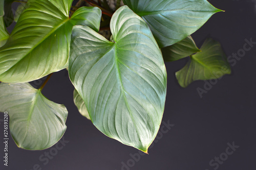 Beautiful exotic Homalomena Rubescens house plantwith big lush leaves in front of dark black background photo