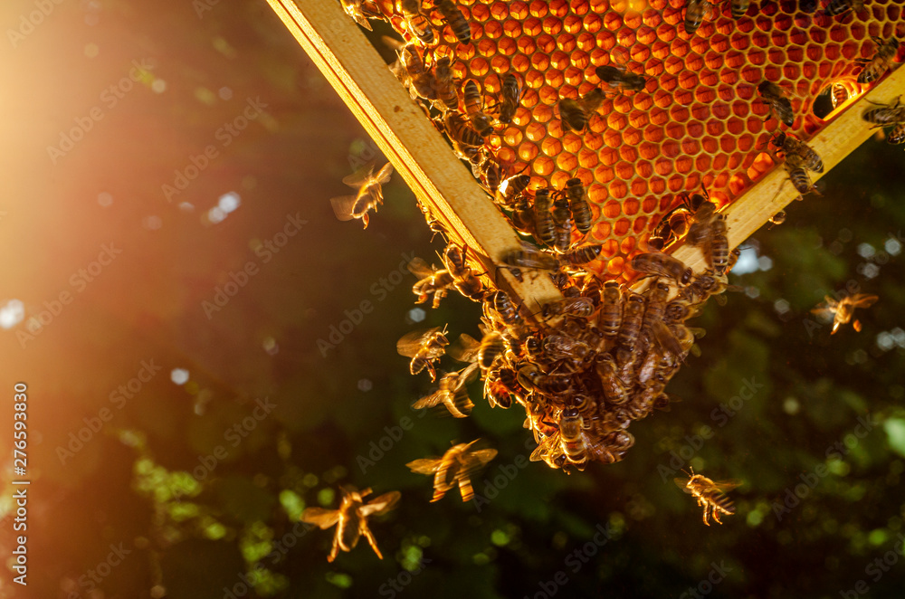honey bees on honeycomb in apiary in summertime