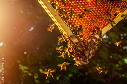 honey bees on honeycomb in apiary in summertime 