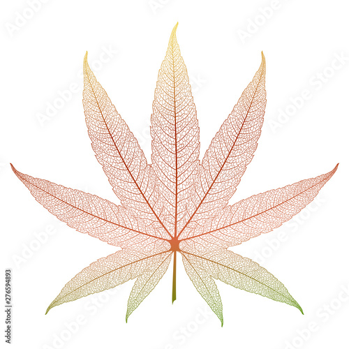 Leaf Marijuana , isolated. Medical cannabis. Vector illustration.