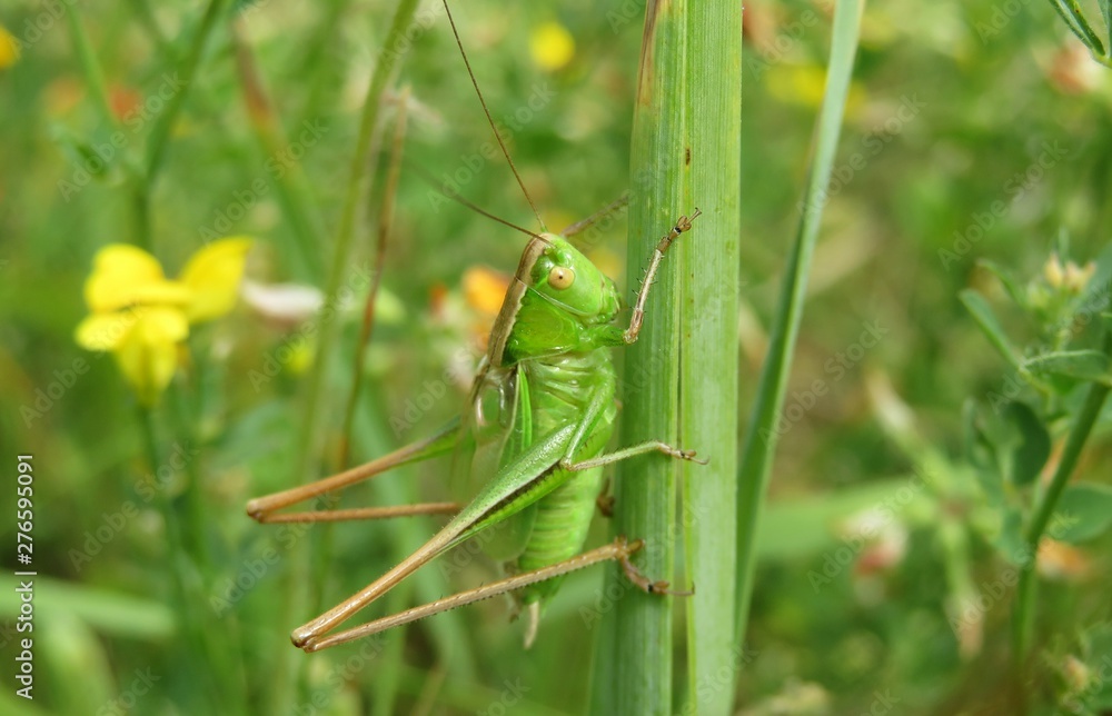 Green grasshopper on grass in the meadow, closeup Green grasshopper on grass in the meadow, closeup