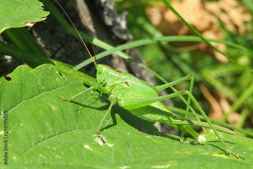 Green grasshopper on leaf in the garden, closeup
