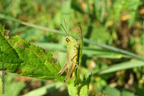 Fototapeta Green grasshopper on leaf