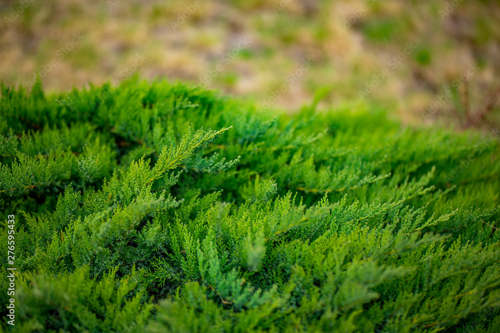 microbiota decussata green bushes microbiota decussata green bushes
