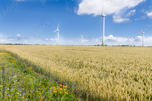Foto Blühende Wiesen, blühendes Feld, blühender Weg, um Insektensterben und Tötung zu verhindern und entgegenzuwirken