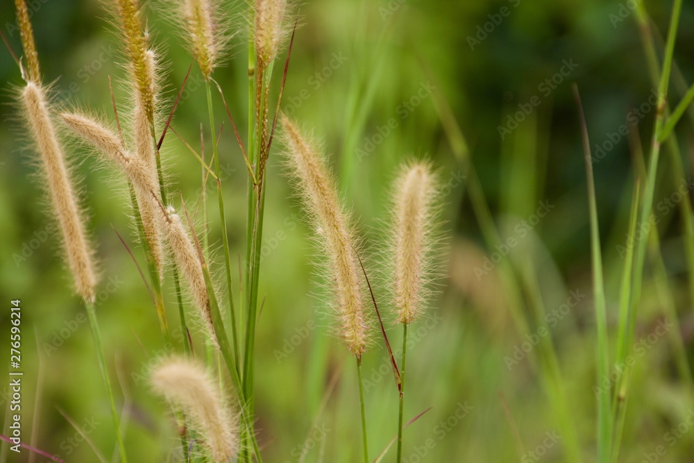 Grass