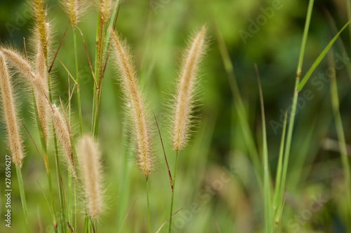 Grass, macro shot