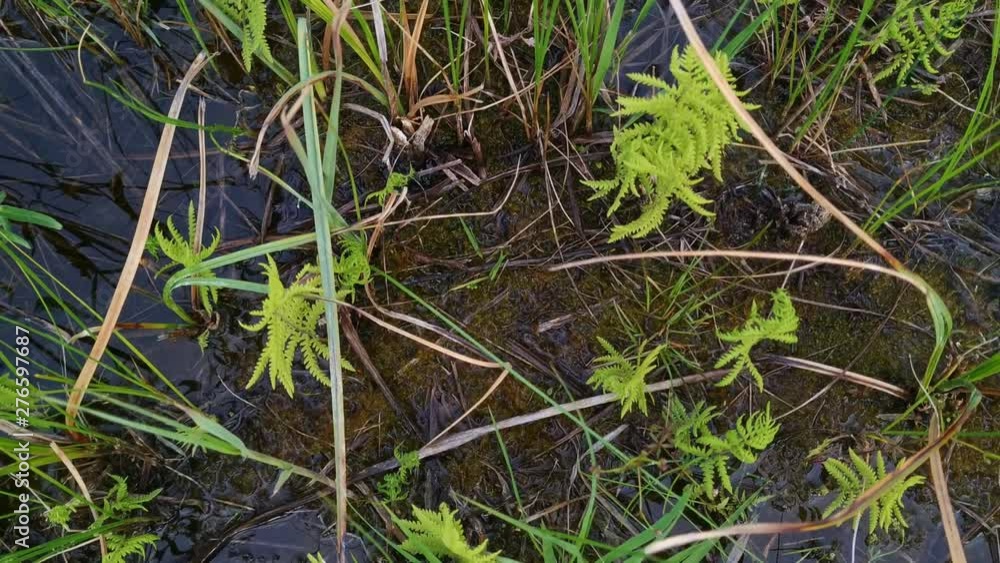 Polypody water plant ferns at Lake Kanieris Latvia, close up shot Polypody water plant ferns at Lake Kanieris Latvia, close up shot