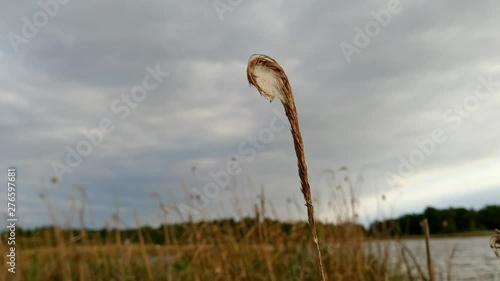 Dry weed moving with the strength of the wind, depth of field shot photo