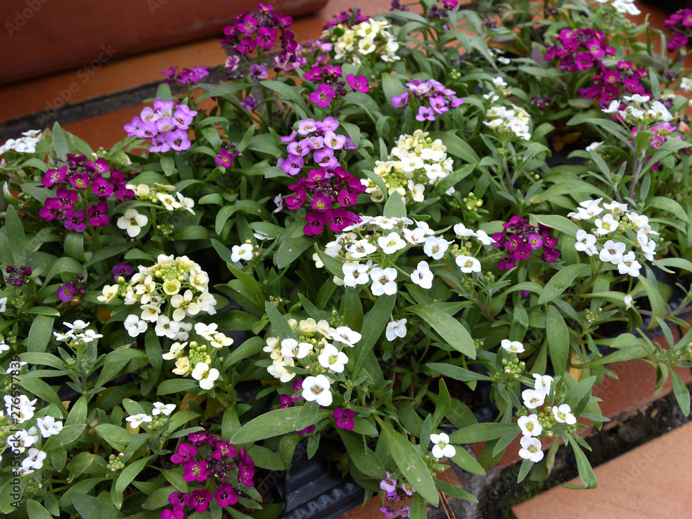 Fototapeta premium fleurs