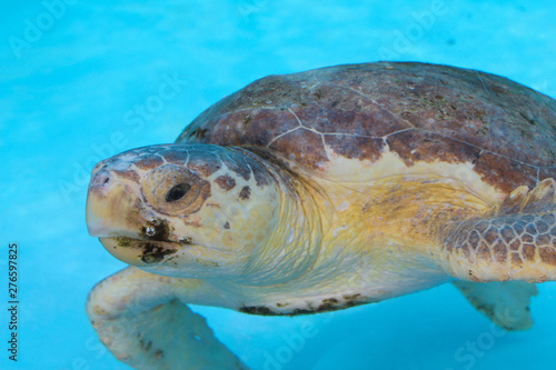 sea turtle