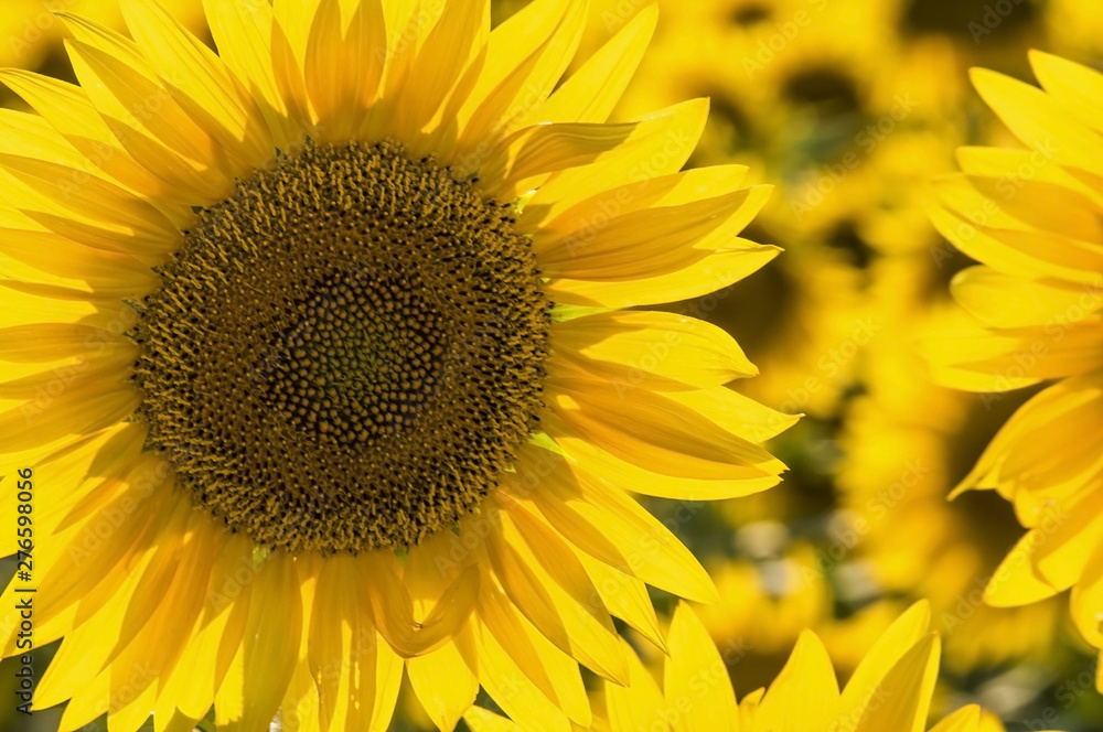 Fototapeta premium sunflower and bee