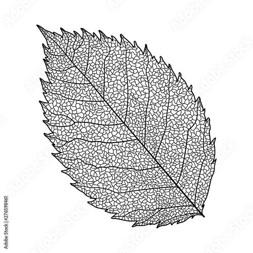 Leaves Rose  isolated on white. Vector illustration.