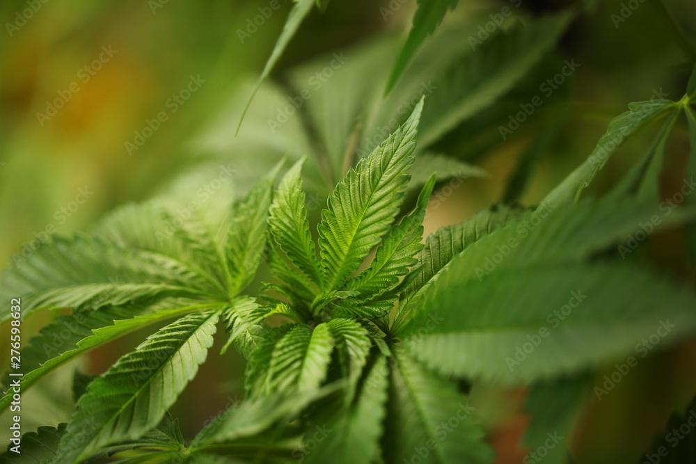 plant cannabis farm plantation medical marijuana hemp