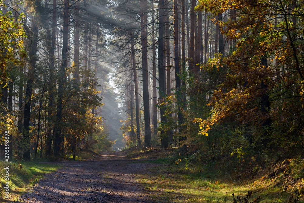 Fototapeta premium Country road in the forest. The sun's rays shine through the branches of trees.