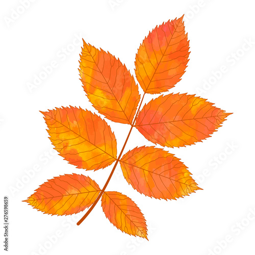 Leaves Rose isolated on white. Vector illustration.