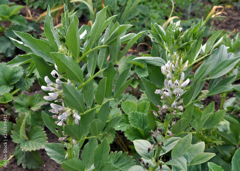 The field is blooming horse bean (Vicia faba) The field is blooming horse bean (Vicia faba)