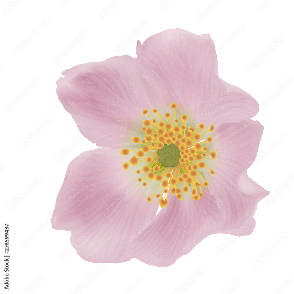 Beautiful Rose flower isolated on white background. Vector illustration.
