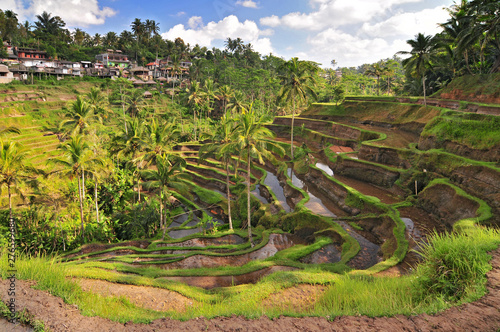 The most dramatic and spectacular rice terraces in Bali near the village of Tegallalang, Indonesia.