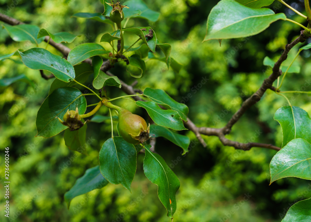 The fruit tied after the flowering of green pears on the branch.