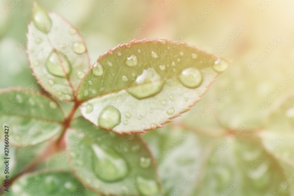 Natural background, green rose leaves after rain Natural background, green rose leaves after rain