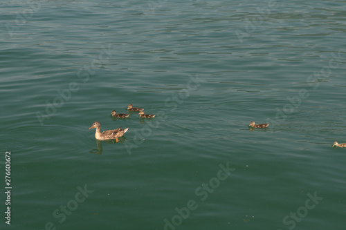 ducks in water,birds,animal,summer,lake,wild,nature,
